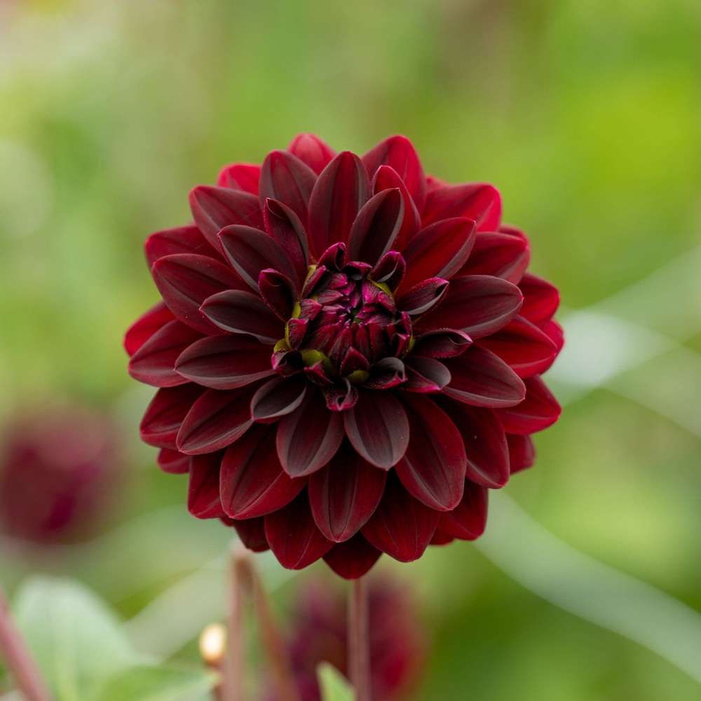 Dahlia 'Arabian Night'